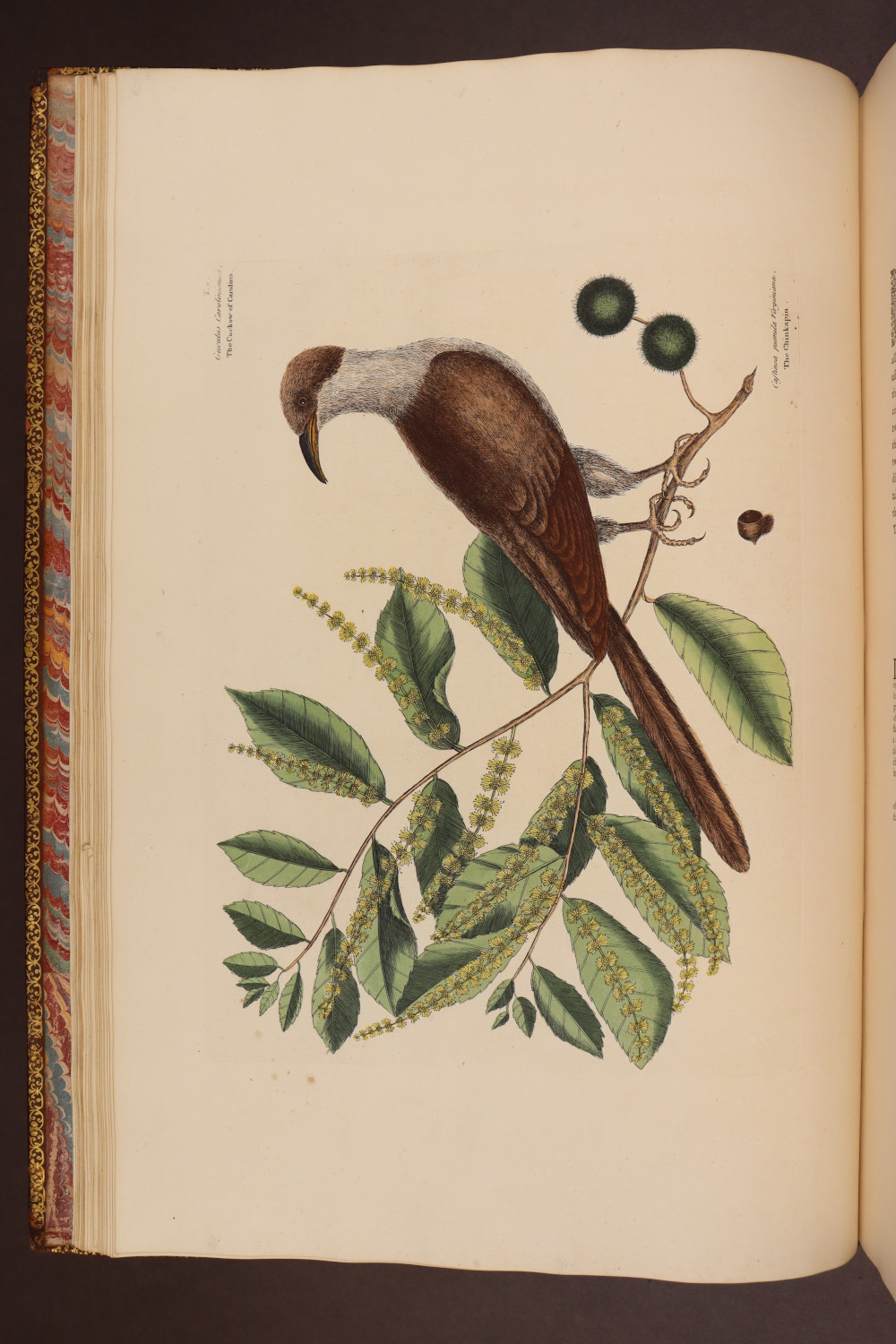 Plate 9